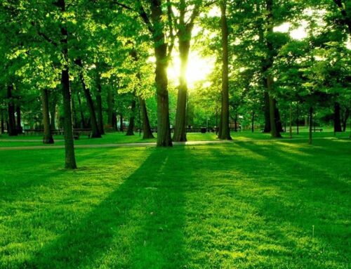 Growing Grass in Shade